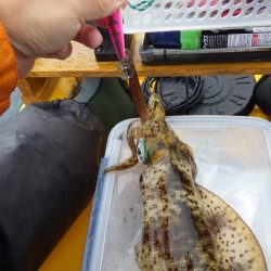 今日もティップラン